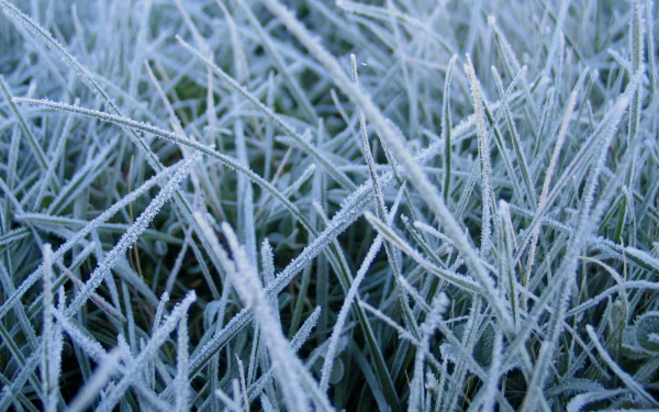 frozen nature grass HD Desktop Wallpaper | Background Image