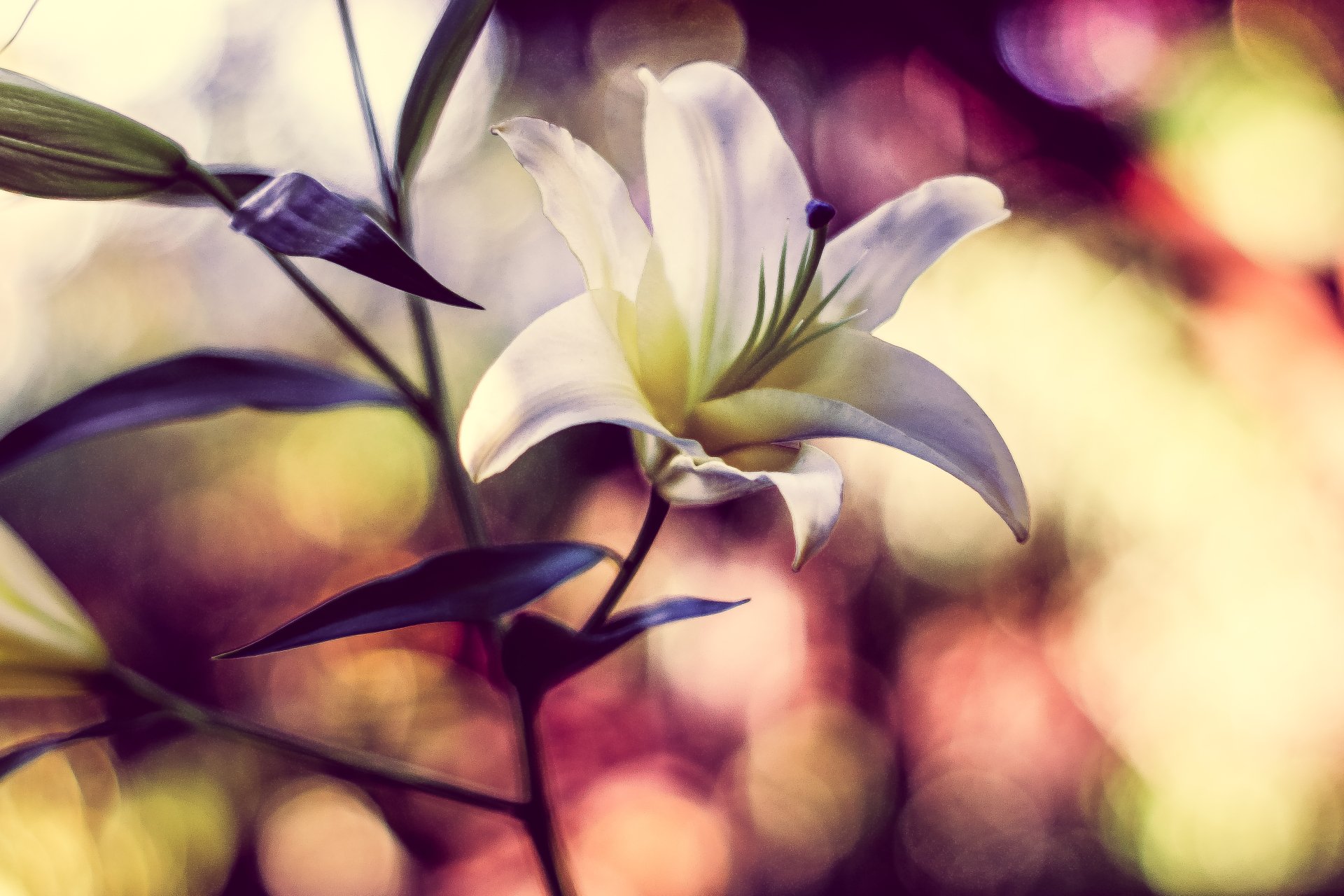 Download Minolta Close-up Bokeh Flower Nature Lily 4k Ultra HD Wallpaper by Rokkor Fella