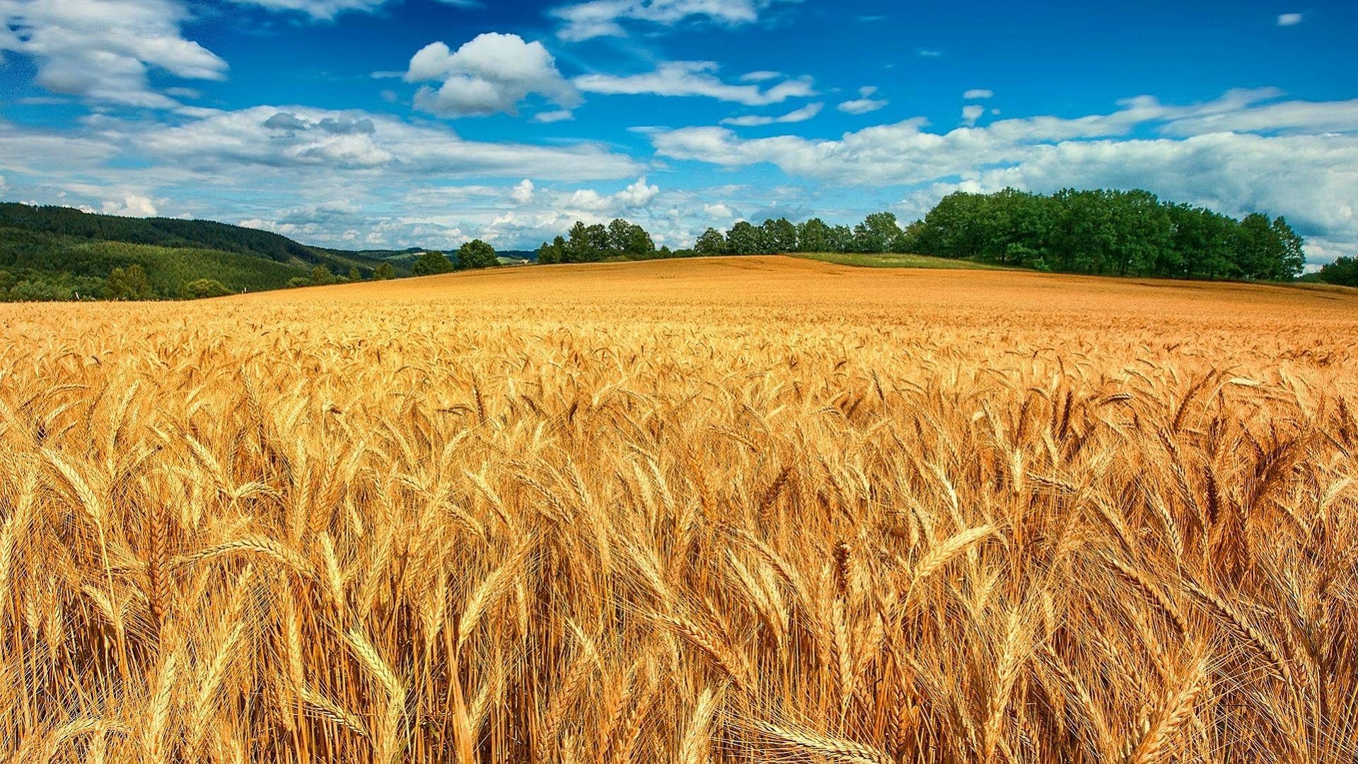 Download Nature Wheat HD Wallpaper