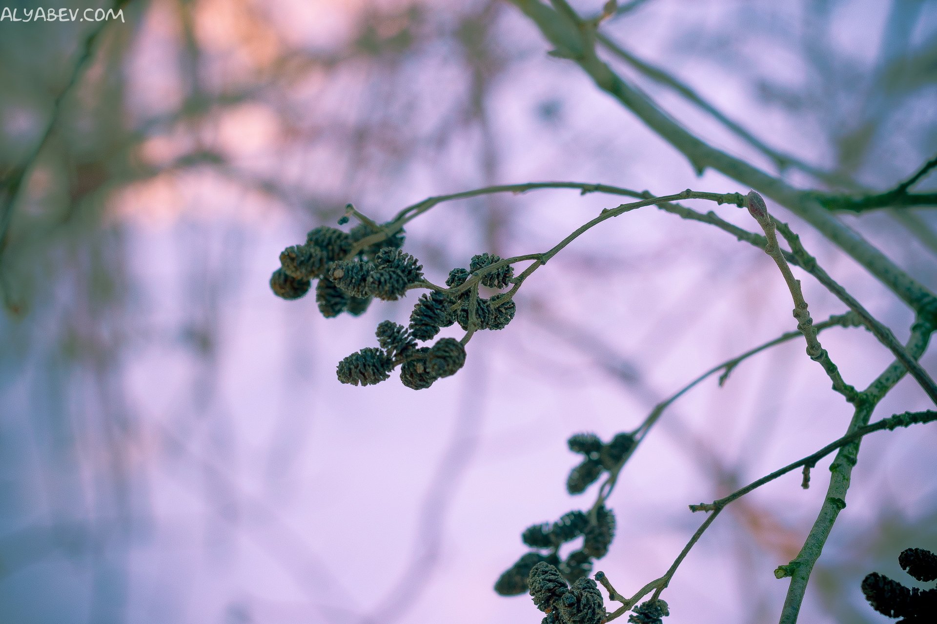 Shishechki by vinilgod