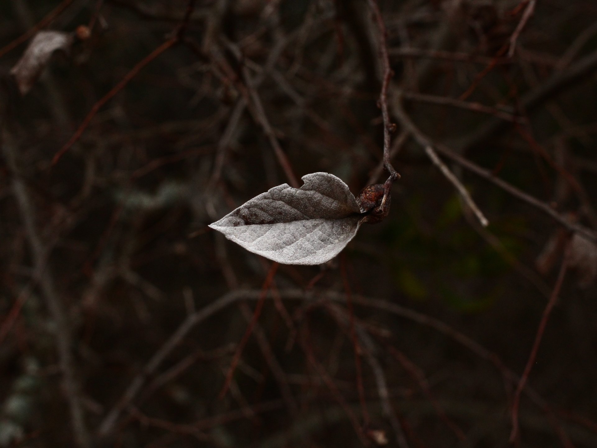 Download Nature Leaf 4k Ultra HD Wallpaper by Zachary