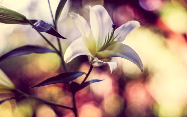 Nature Lily Flowers Flower Bokeh Close-Up Minolta HD Wallpaper | Background Image
