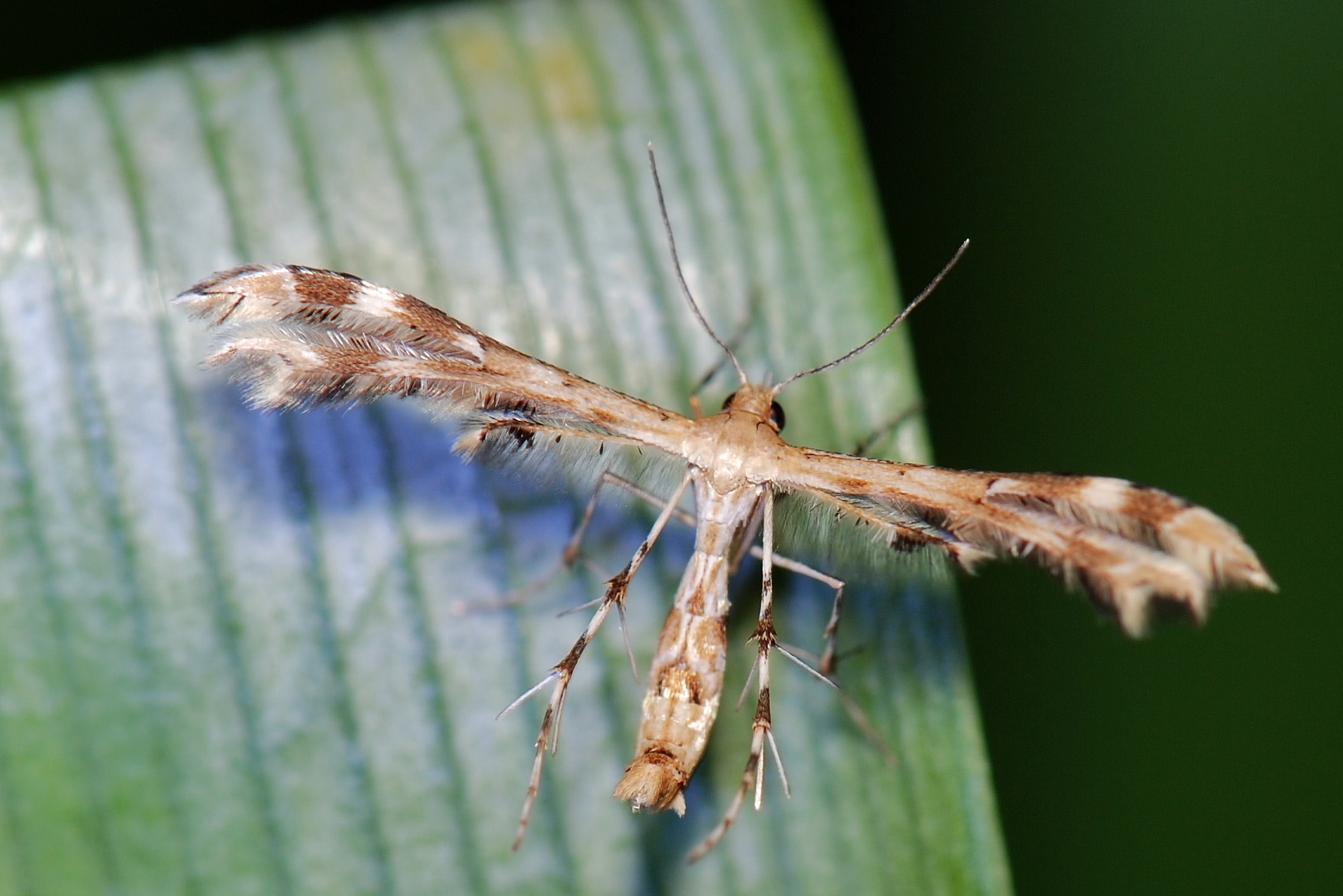 Download Animal Insect HD Wallpaper