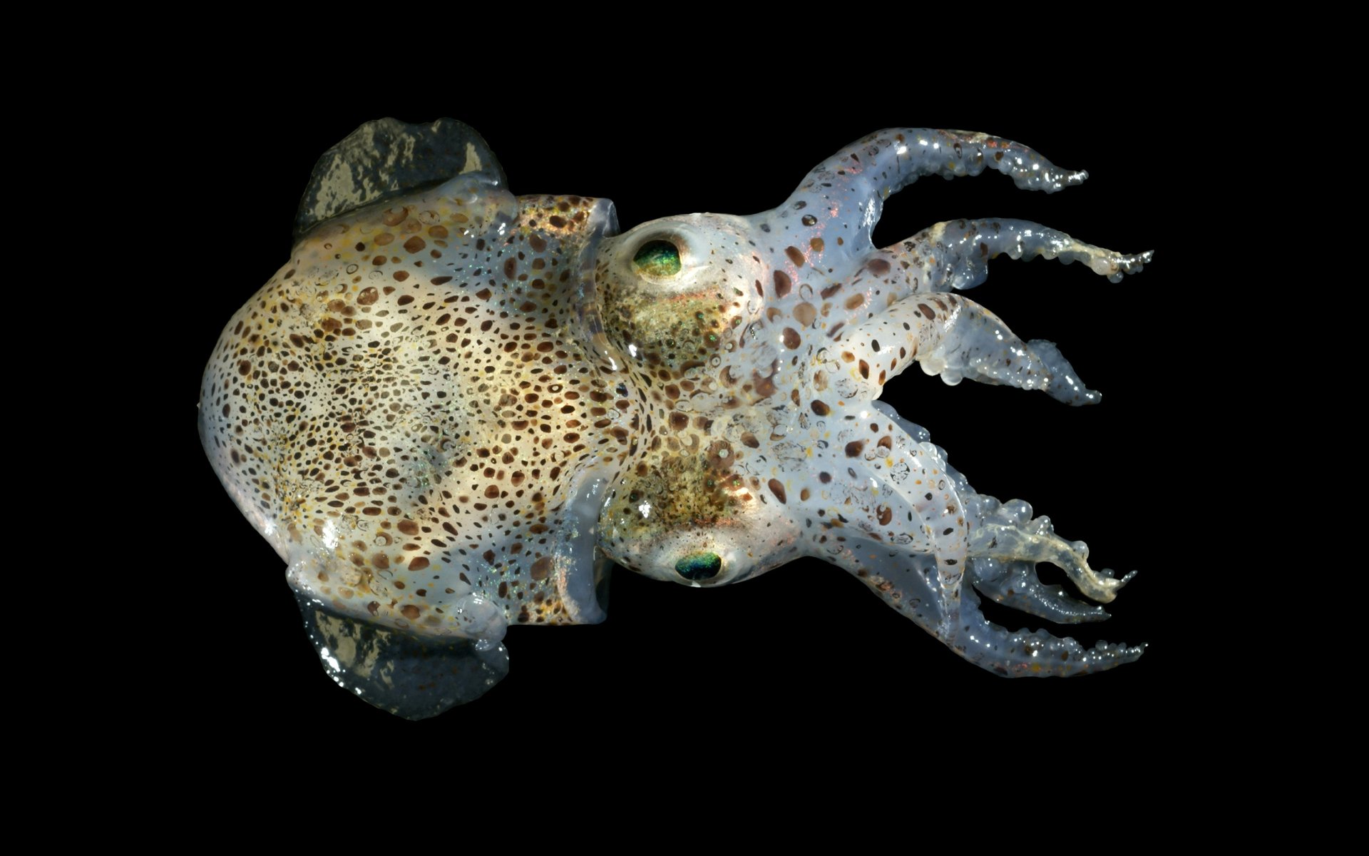 Download Animal Bobtail Squid HD Wallpaper