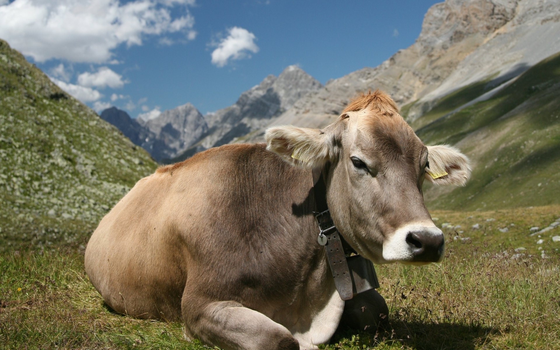 Cow HD Wallpaper