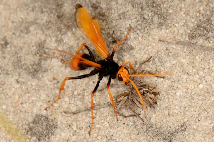  Spider Wasp