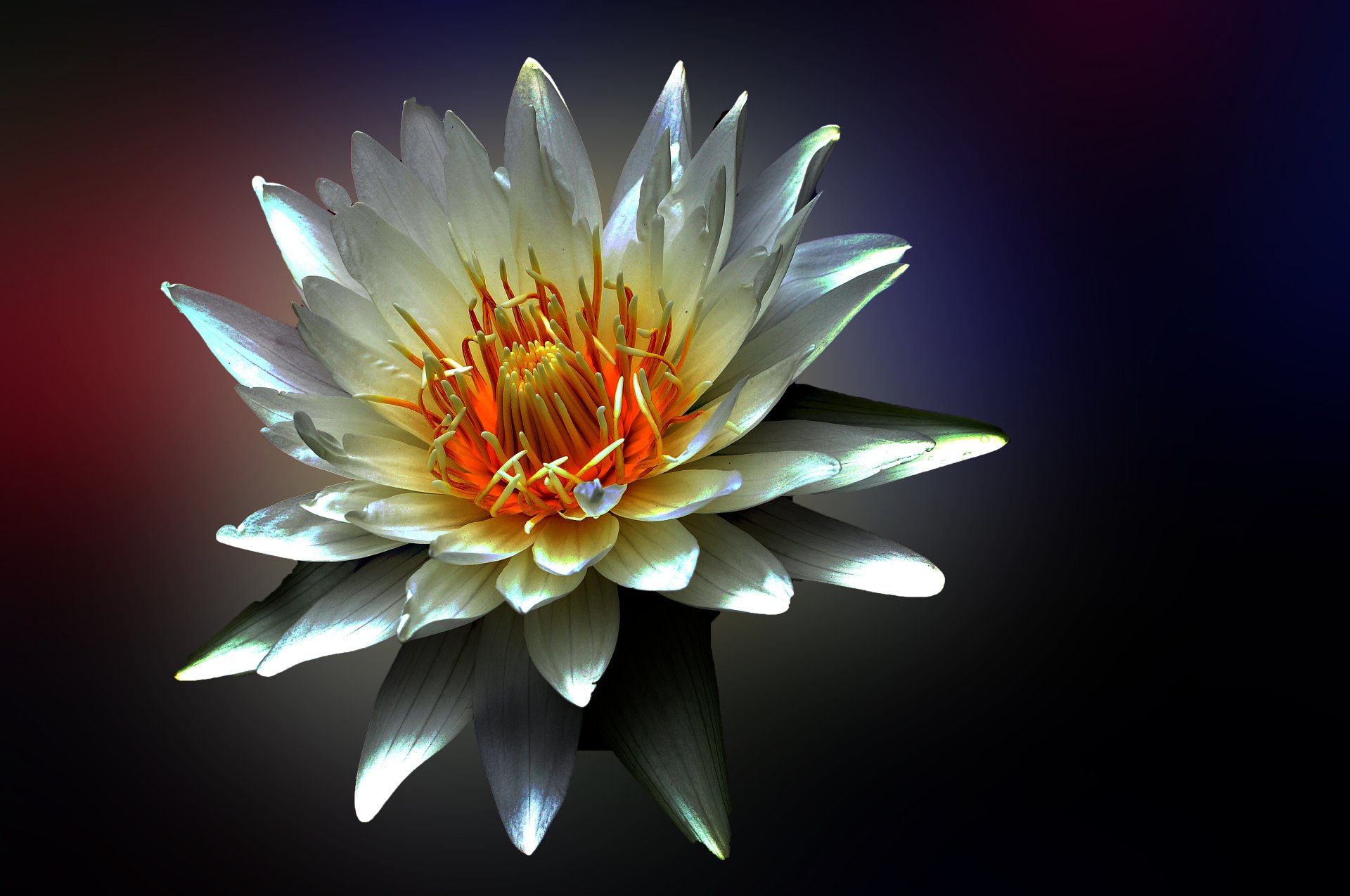 Download Close-up Nature Water Lily 4k Ultra HD Wallpaper by Tsuping Liu