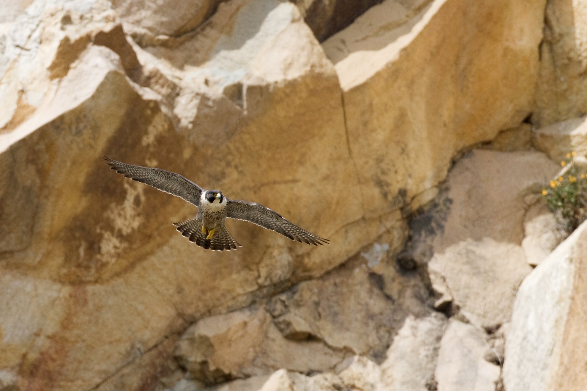 Download Animal Peregrine Falcon 4k Ultra HD Wallpaper