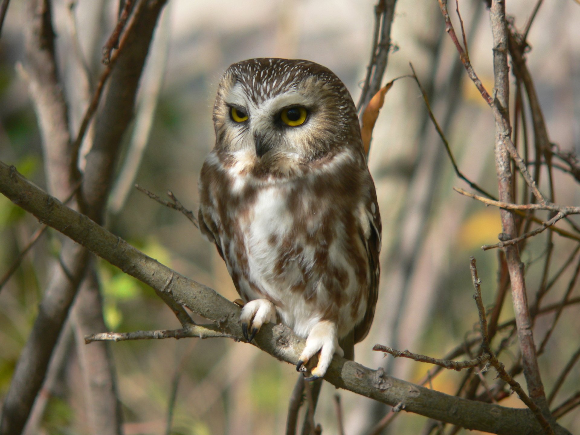 A beautiful owl perched on a branch surrounded by nature, captured in high definition. This stunning image makes a captivating desktop wallpaper or background.
