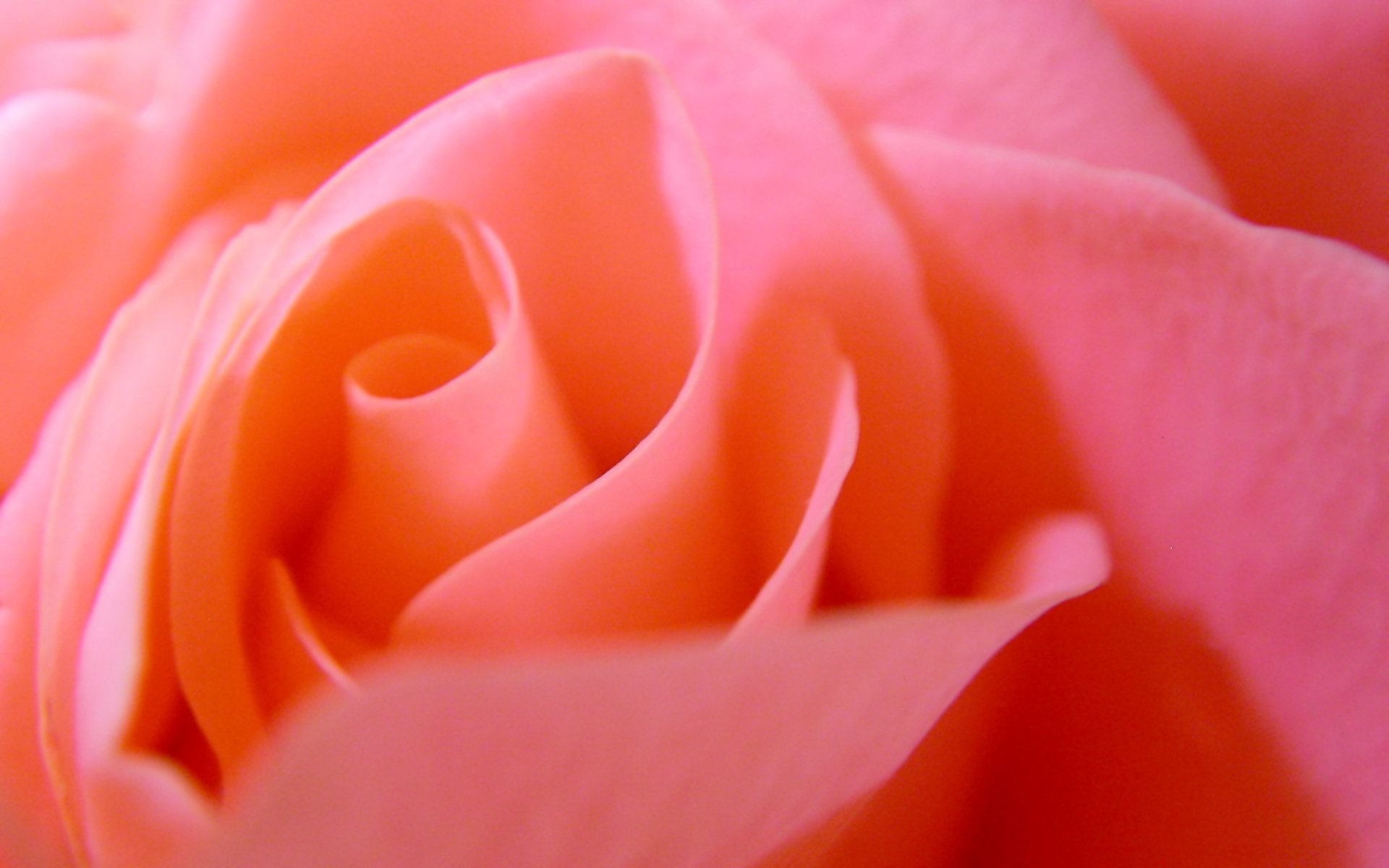 Close-up of a delicate pink rose, showcasing its soft petals and gentle curves, serving as a vibrant HD nature wallpaper for a PC desktop background.