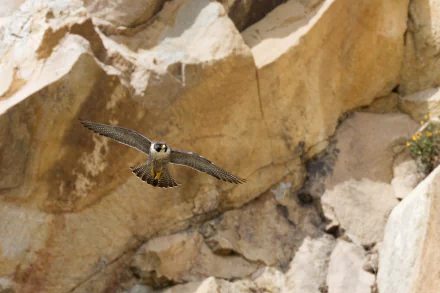 Animal peregrine falcon HD Desktop Wallpaper | Background Image