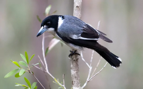 Animal butcherbird HD Desktop Wallpaper | Background Image