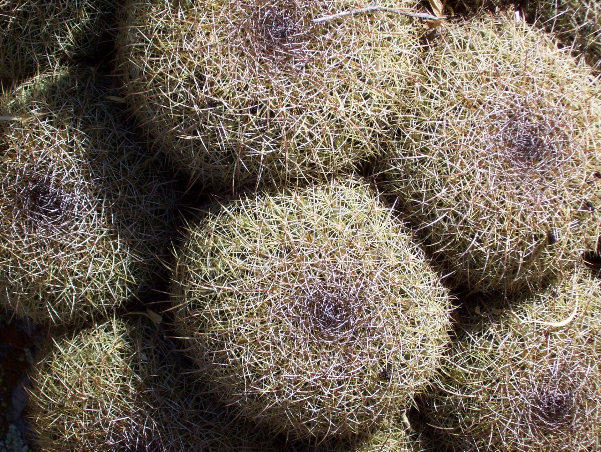 Download Nature Cactus HD Wallpaper