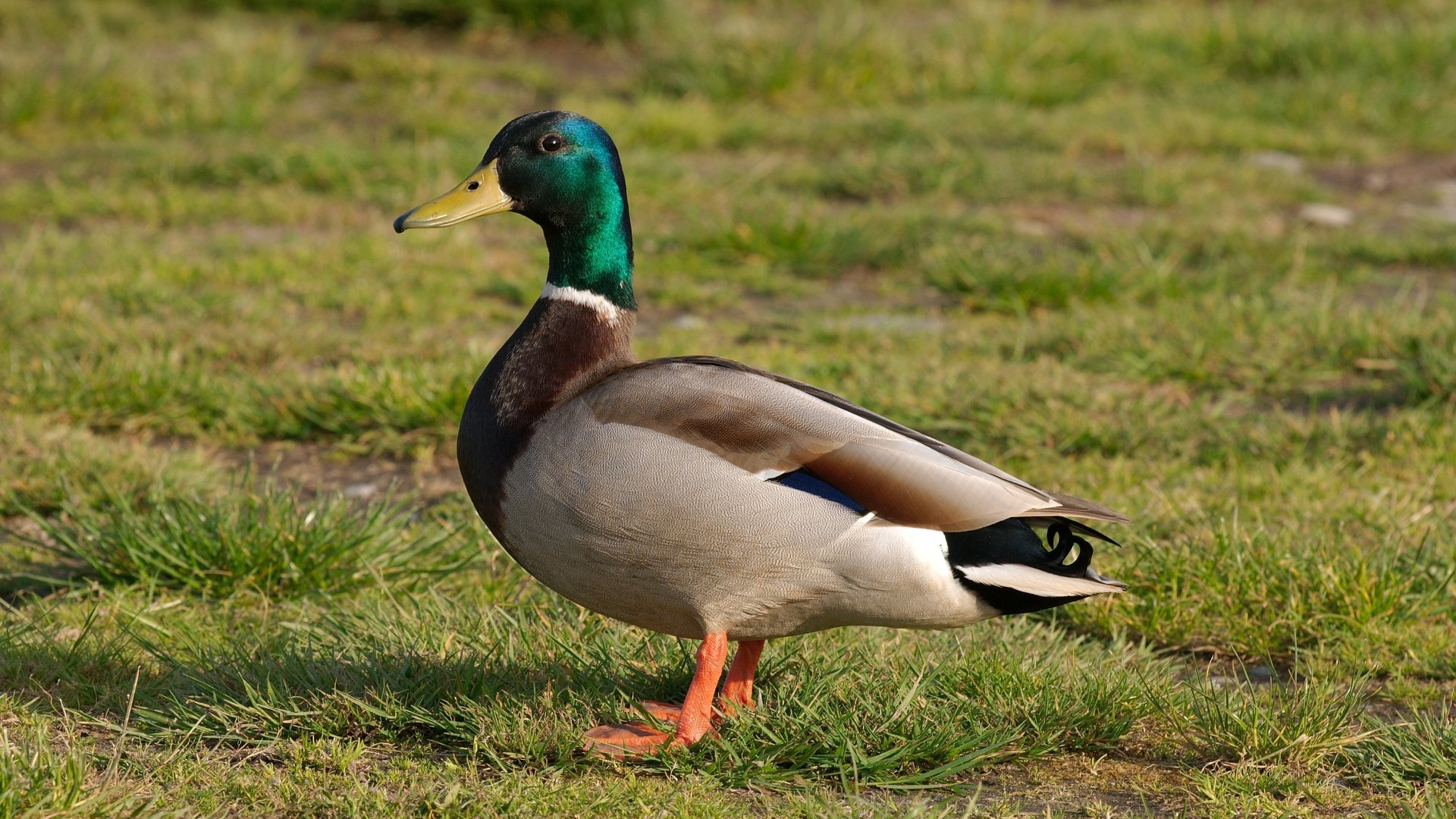 Mallard drake with iridescent green head and orange feet standing on grass — 2K Quad HD PC desktop wallpaper background.