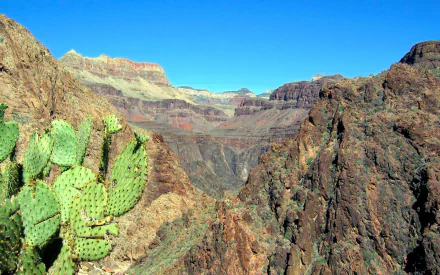nature cactus HD Desktop Wallpaper | Background Image