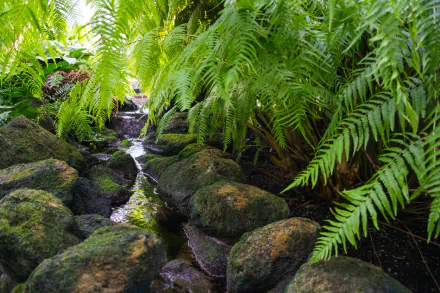 nature fern HD Desktop Wallpaper | Background Image