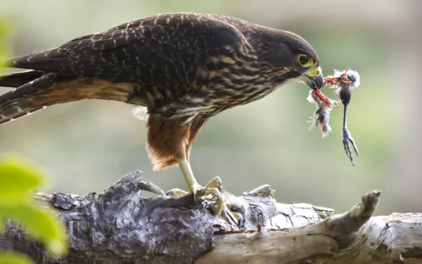Animal falcon HD Desktop Wallpaper | Background Image