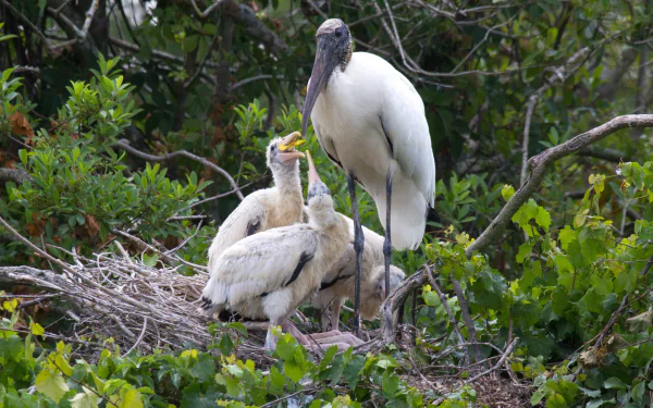 Animal stork HD Desktop Wallpaper | Background Image