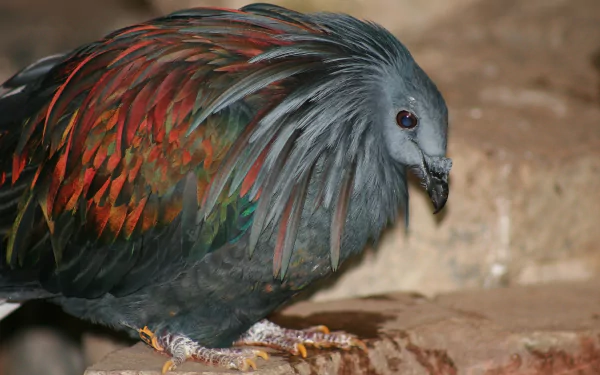 Animal nicobar pigeon HD Desktop Wallpaper | Background Image