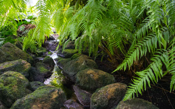 nature fern HD Desktop Wallpaper | Background Image