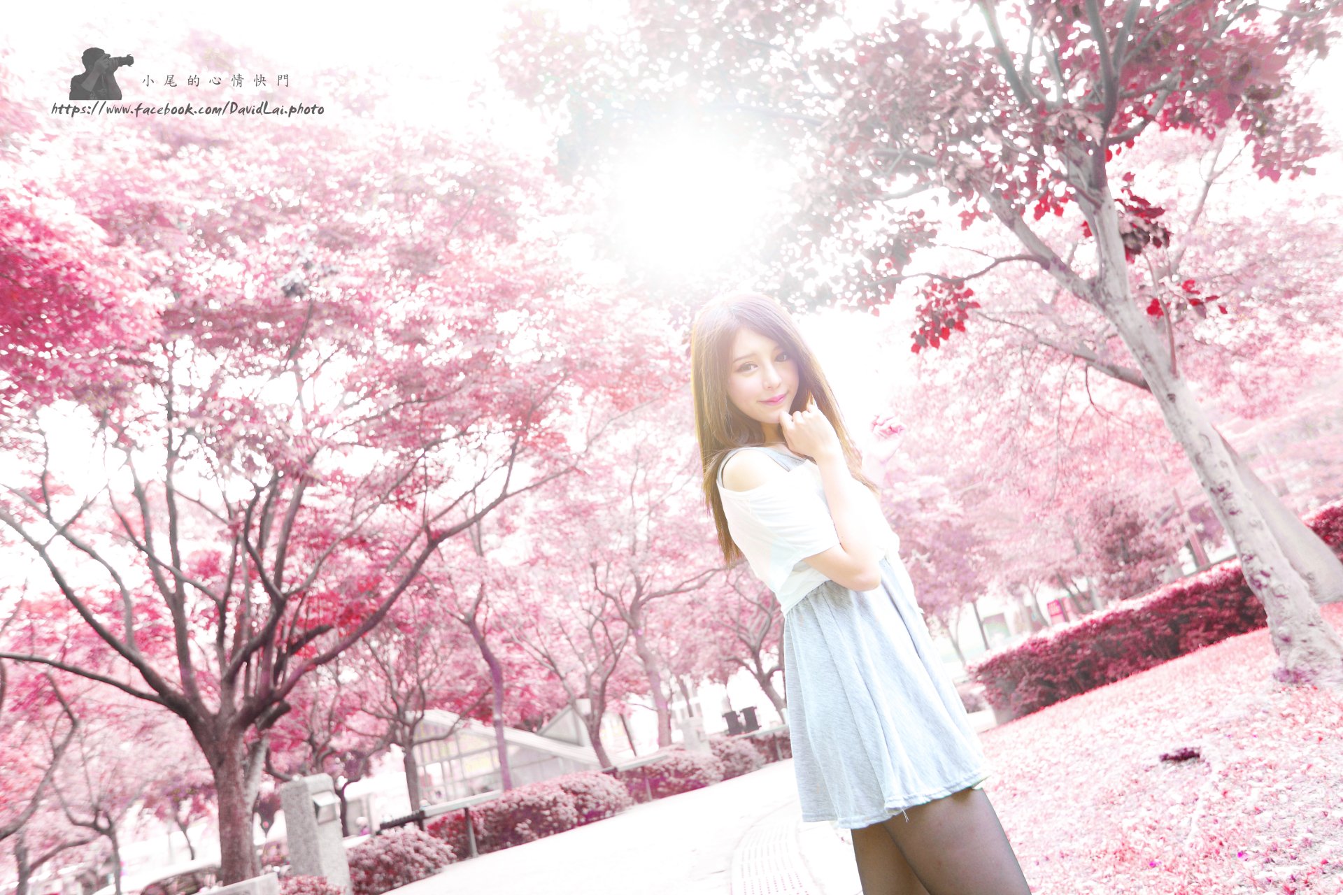 Bright sun filters through pink cherry blossom trees as Taiwanese model Julie Chang (Zhang Qi Jun) smiles warmly in a 4K Ultra HD desktop wallpaper scene.
