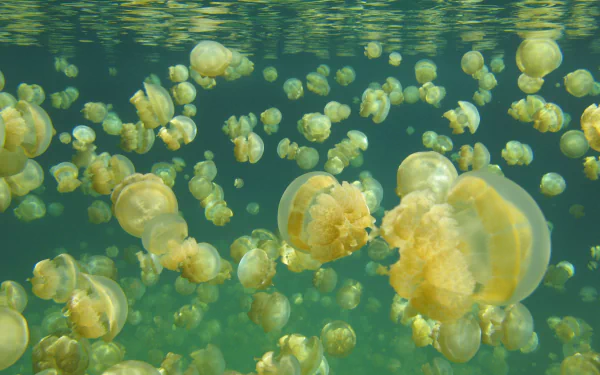 Animal jellyfish HD Desktop Wallpaper | Background Image