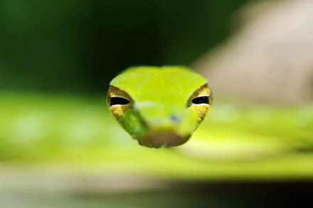 head Animal snake HD Desktop Wallpaper | Background Image