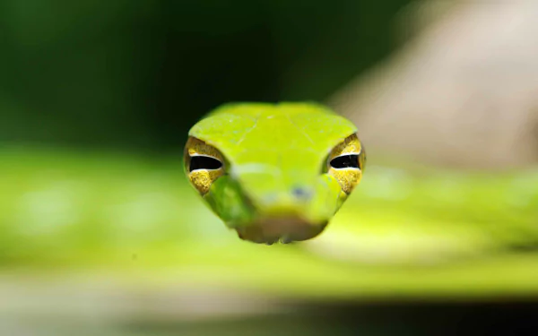 head Animal snake HD Desktop Wallpaper | Background Image