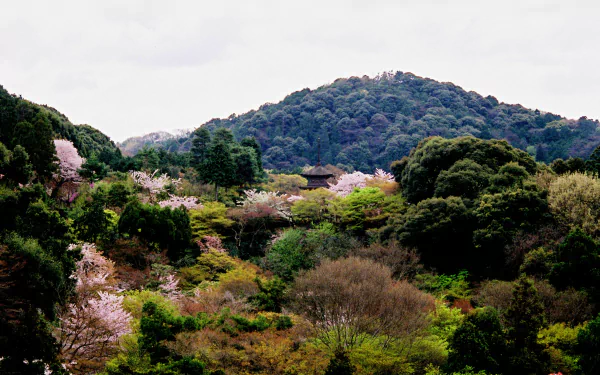 4K Ultra HD PC desktop wallpaper: Kiyomizu-dera temple nestled in Kyoto forest amid cherry blossoms, a lush Japan nature landscape.