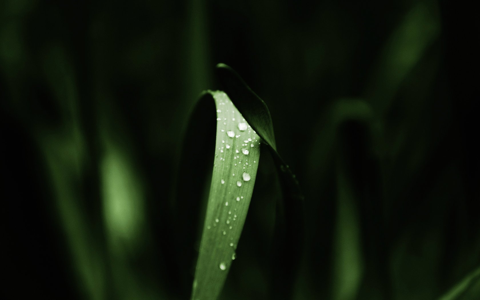 HD close-up of a single green leaf with water droplets, set against a dark, blurred natural background, designed as a nature-themed PC desktop wallpaper.