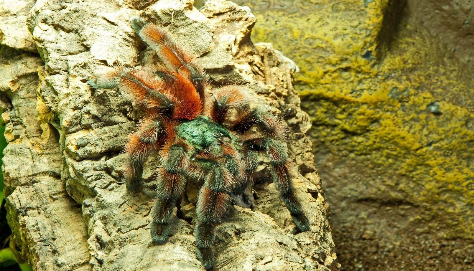 Download Animal Spider Wallpaper