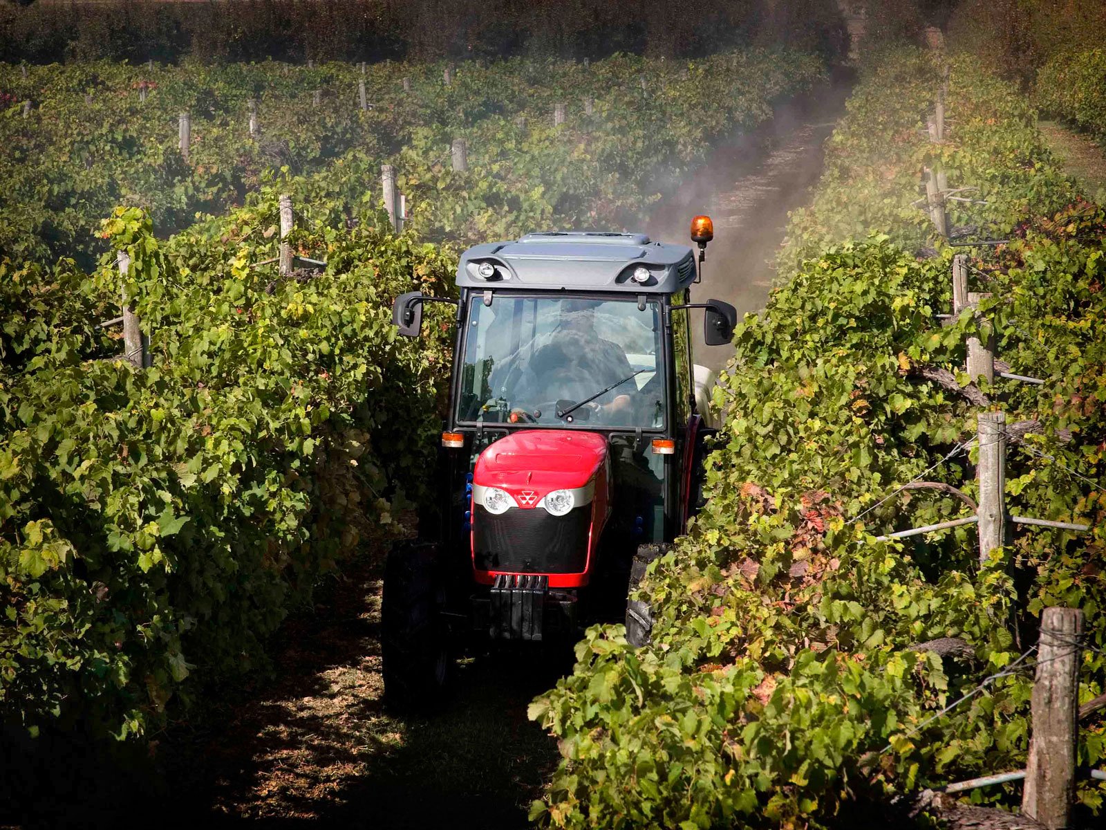 A Massey Ferguson tractor navigates through lush vineyards, surrounded by green grapevines, creating a serene agricultural scene in this HD desktop wallpaper.
