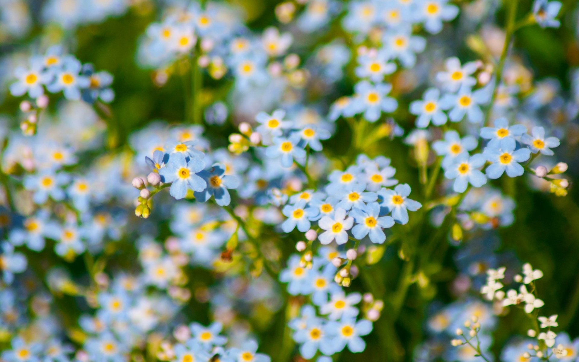 Close-up of delicate blue forget-me-not flowers with yellow centers, sunlit green foliage — vibrant 4K Ultra HD nature flower PC desktop wallpaper background.
