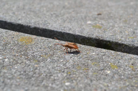 Animal stink bug HD Desktop Wallpaper | Background Image