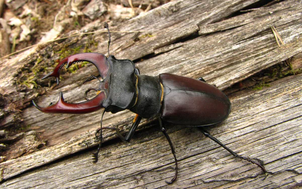 HD PC desktop wallpaper background: close-up of a stag beetle (animal) crawling on weathered wood, rich brown tones and sharply detailed texture.
