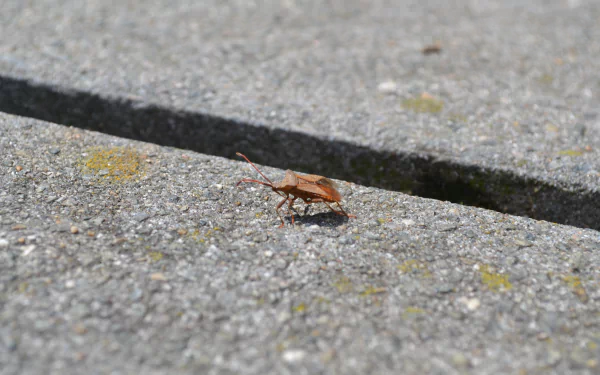 Animal stink bug HD Desktop Wallpaper | Background Image