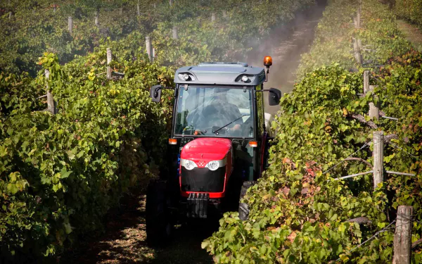 A Massey Ferguson tractor navigates through lush vineyards, surrounded by green grapevines, creating a serene agricultural scene in this HD desktop wallpaper.