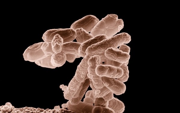 Photography Escherichia coli HD Wallpaper | Background Image