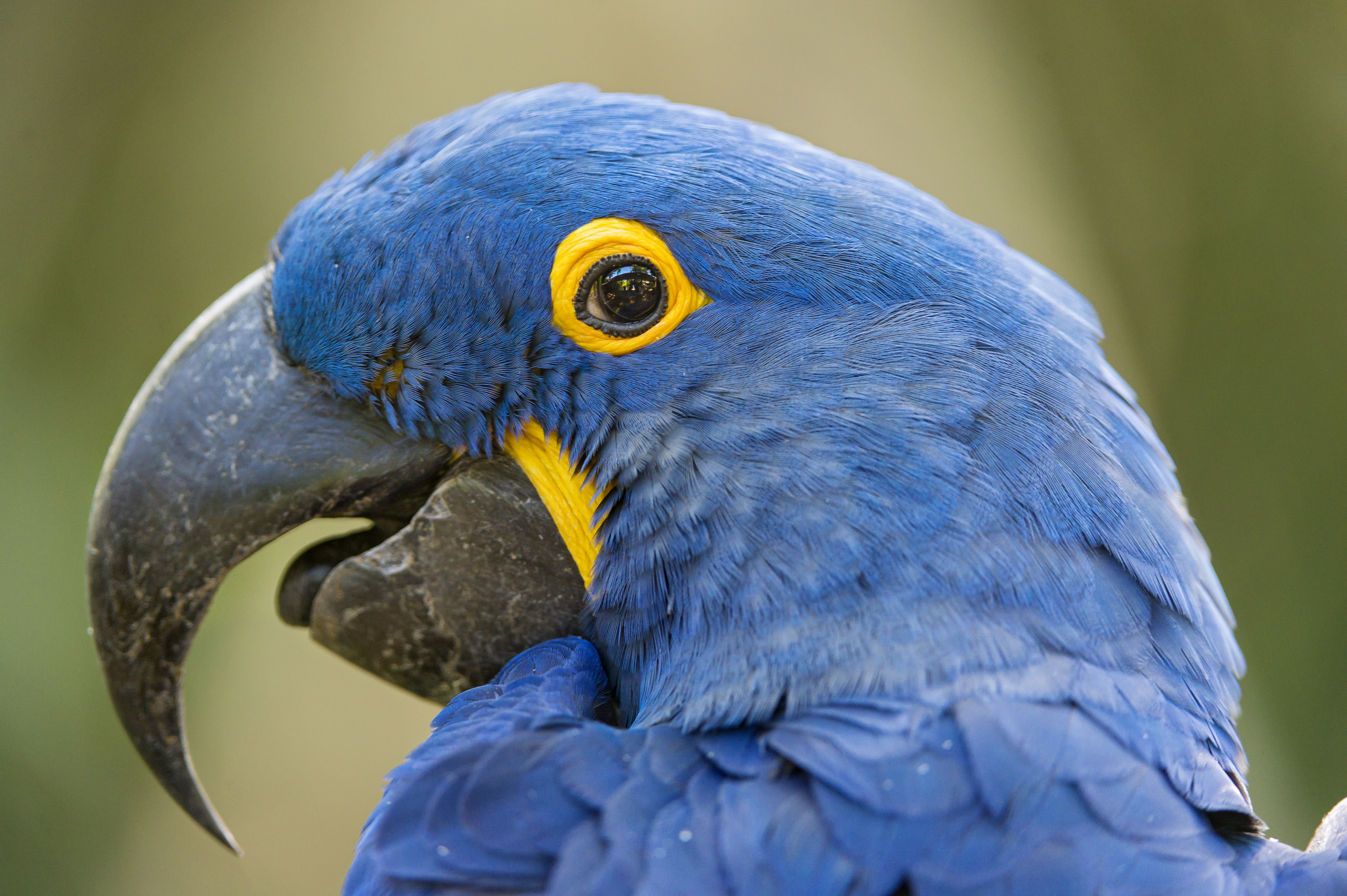 4K Hyacinth Macaw Wallpapers | Background Images