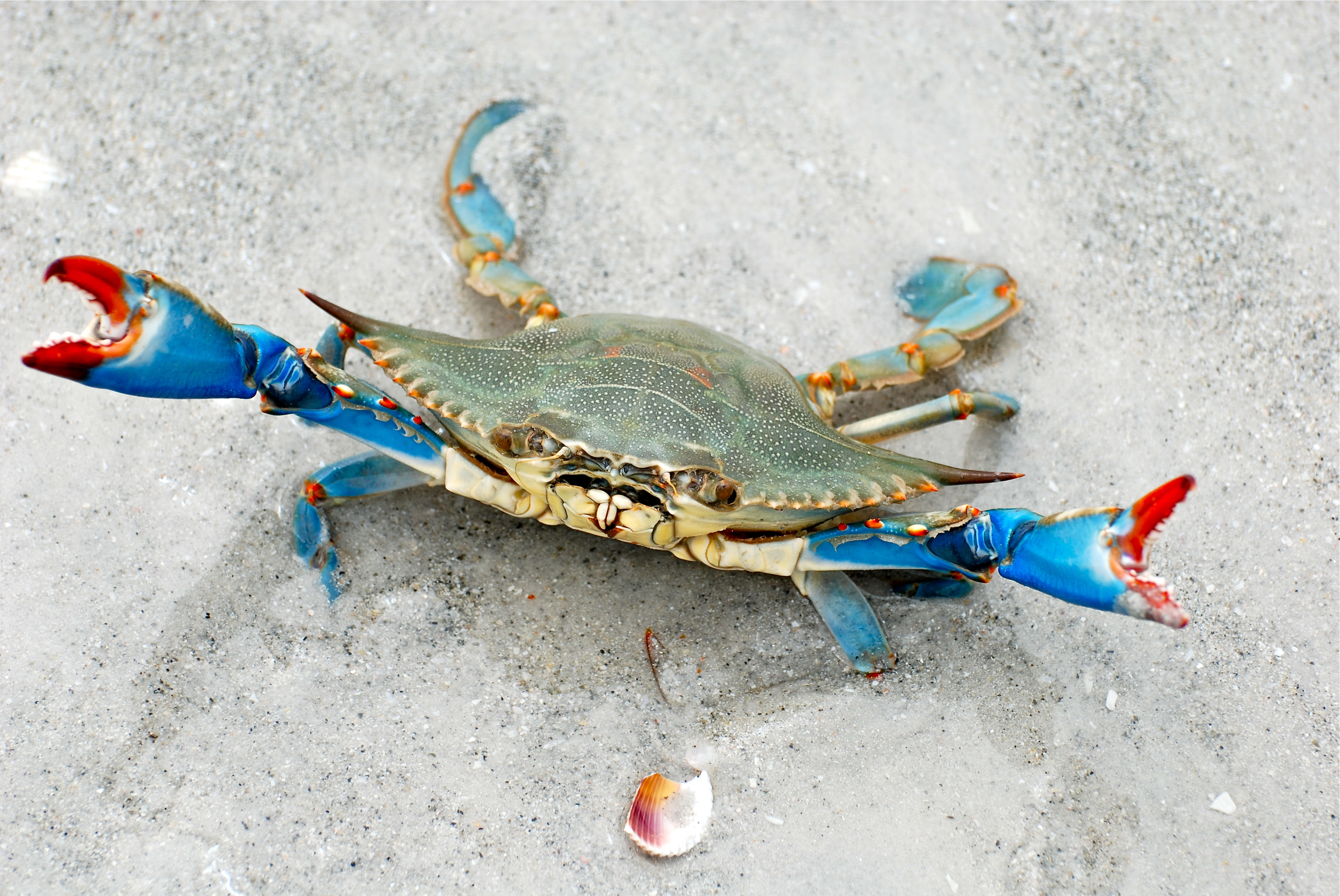 Animal Crab HD Wallpaper | Background Image