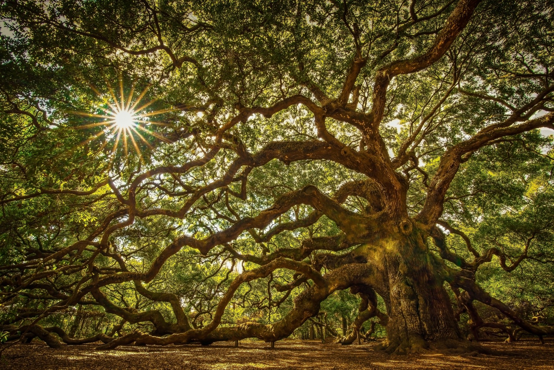 Angel Oak Desktop Wallpapers Phone Wallpaper PFP Gifs And More 
