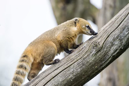 raccoon Animal coati HD Desktop Wallpaper | Background Image