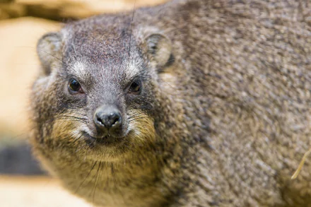  Hyrax