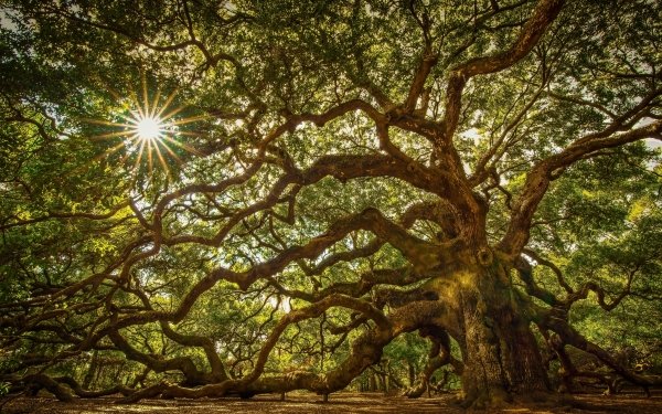 Nature Angel Oak Tree Trees Oak Angel Oak South Carolina Jonhs Island Branch Sun Sunbeam HD Wallpaper | Background Image