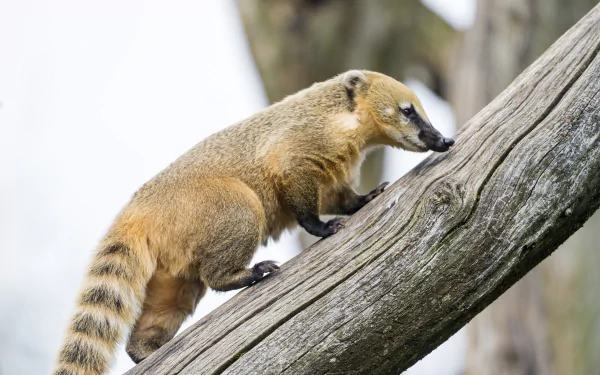 raccoon Animal coati HD Desktop Wallpaper | Background Image