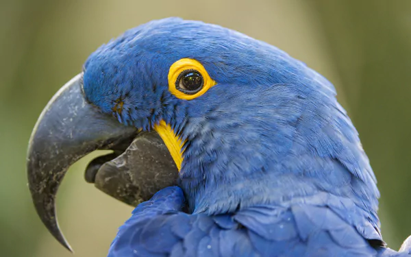 Close-up profile of a vibrant blue hyacinth macaw parrot with yellow eye ring and black beak — 4K Ultra HD PC desktop wallpaper background.