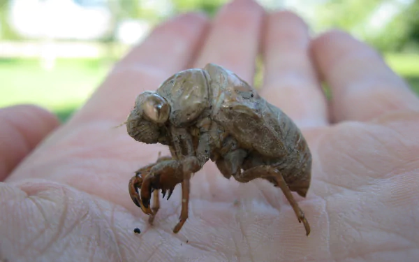 Animal cicada HD Desktop Wallpaper | Background Image