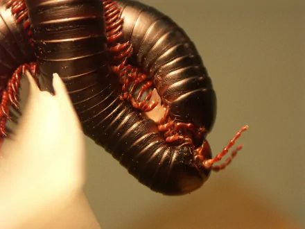Animal millipede HD Desktop Wallpaper | Background Image
