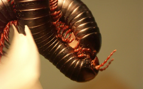 Animal millipede HD Desktop Wallpaper | Background Image