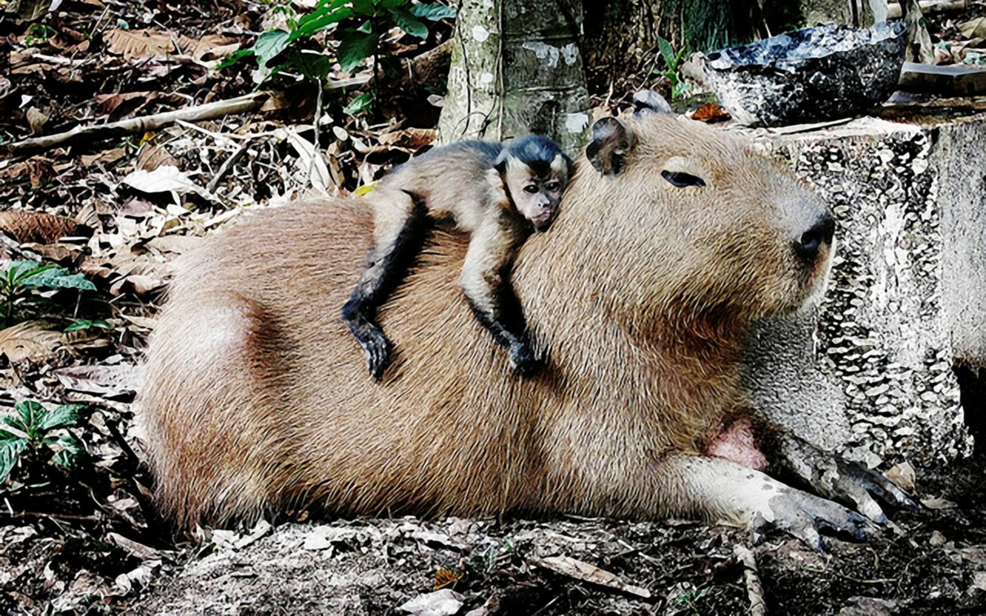 Playful Capybaras